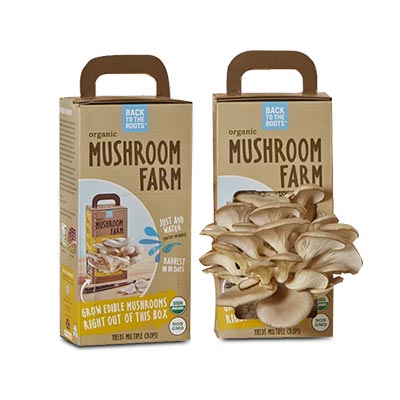 Mushroom-Boxes