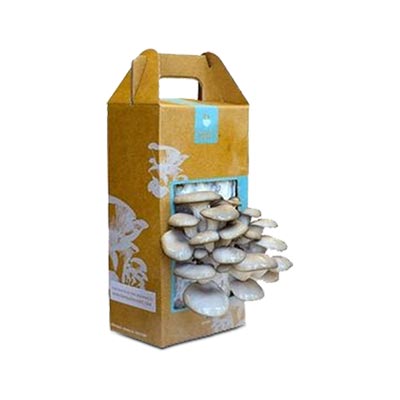 Mushroom-Packaging-Boxes