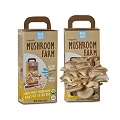 Mushroom-Boxes
